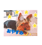 てんちゃんスタンプ2018（個別スタンプ：3）