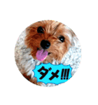 てんちゃんスタンプ2018（個別スタンプ：7）