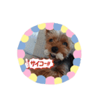 てんちゃんスタンプ2018（個別スタンプ：10）
