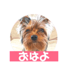 てんちゃんスタンプ2018（個別スタンプ：12）