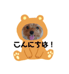てんちゃんスタンプ2018（個別スタンプ：14）