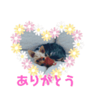 てんちゃんスタンプ2018（個別スタンプ：15）