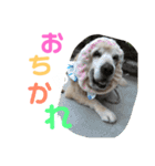ゴールデンレトリバーのキャンディちゃん（個別スタンプ：5）
