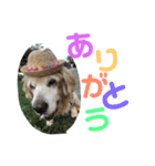 ゴールデンレトリバーのキャンディちゃん（個別スタンプ：10）