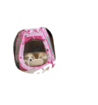 ゴールデンレトリバーのキャンディちゃん（個別スタンプ：19）