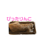ゴールデンレトリバーのキャンディちゃん（個別スタンプ：22）