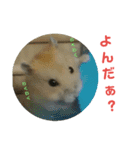 ハムスターのけんご君（個別スタンプ：6）