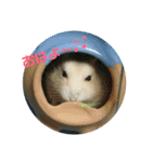 ハムスターのけんご君（個別スタンプ：9）