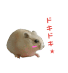 ハムスターのけんご君（個別スタンプ：11）