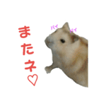 ハムスターのけんご君（個別スタンプ：12）