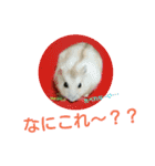 ハムスターのけんご君（個別スタンプ：17）
