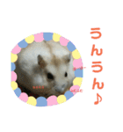 ハムスターのけんご君（個別スタンプ：23）