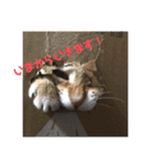 さだぴょんの日常（個別スタンプ：6）