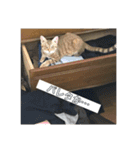 さだぴょんの日常（個別スタンプ：10）