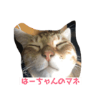 さだぴょんの日常（個別スタンプ：12）