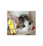 おちびーズ猫のお返事（個別スタンプ：1）