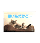 おちびーズ猫のお返事（個別スタンプ：5）