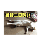 おちびーズ猫のお返事（個別スタンプ：8）