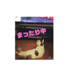 おちびーズ猫のお返事（個別スタンプ：9）