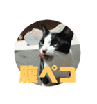 おちびーズ猫のお返事（個別スタンプ：11）