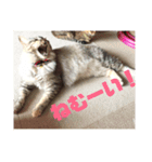 おちびーズ猫のお返事（個別スタンプ：13）