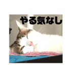 おちびーズ猫のお返事（個別スタンプ：14）