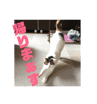 おちびーズ猫のお返事（個別スタンプ：16）