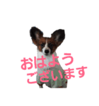 音と楽⑤(敬語)（個別スタンプ：2）