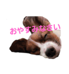 音と楽⑤(敬語)（個別スタンプ：3）
