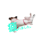 音と楽⑤(敬語)（個別スタンプ：4）