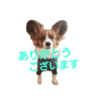 音と楽⑤(敬語)（個別スタンプ：8）