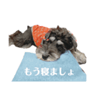 シュナウザー(アイクとシルト)2（個別スタンプ：1）