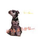 シュナウザー(アイクとシルト)2（個別スタンプ：6）