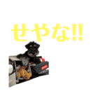 シュナウザー(アイクとシルト)2（個別スタンプ：7）