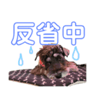 シュナウザー(アイクとシルト)2（個別スタンプ：10）