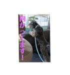 シュナウザー(アイクとシルト)2（個別スタンプ：13）