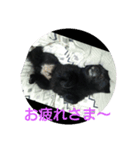 黒兵衛くんスタンプ3（個別スタンプ：1）
