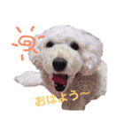 愛犬くまの絵文字（個別スタンプ：1）