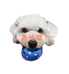 愛犬くまの絵文字（個別スタンプ：2）