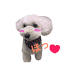 愛犬くまの絵文字（個別スタンプ：3）