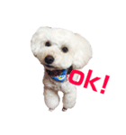 愛犬くまの絵文字（個別スタンプ：4）