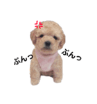 愛犬くまの絵文字（個別スタンプ：5）