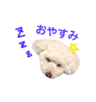 愛犬くまの絵文字（個別スタンプ：6）