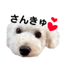 愛犬くまの絵文字（個別スタンプ：7）