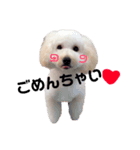 愛犬くまの絵文字（個別スタンプ：8）