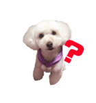 愛犬くまの絵文字（個別スタンプ：9）
