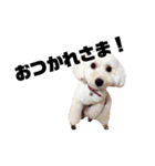 愛犬くまの絵文字（個別スタンプ：11）