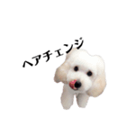 愛犬くまの絵文字（個別スタンプ：12）