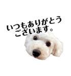 愛犬くまの絵文字（個別スタンプ：15）