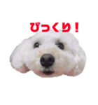 愛犬くまの絵文字（個別スタンプ：16）